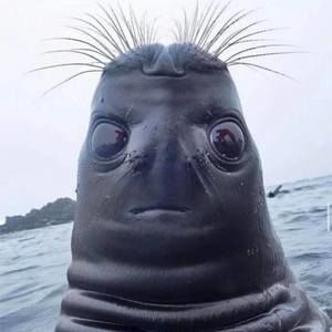 Meet your Posher, Roy daniel